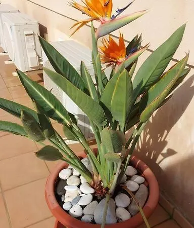 Apartment A2401 Penthouse Torrecilla Beach, La Cala De Ii, Nerja